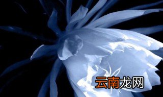 昙花什么时候种植 昙花什么时候种植最好