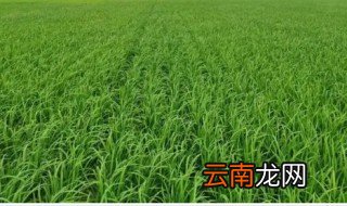 水稻种植在什么时候 水稻什么时候种植的