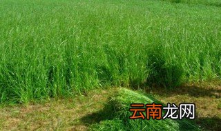 苏丹草几月份种最好 苏丹草什么时候种植