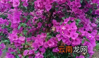 三角梅什么时候栽 三角梅什么时候种植