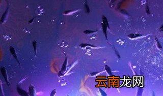 亲亲鱼怎么养 亲亲鱼如何养