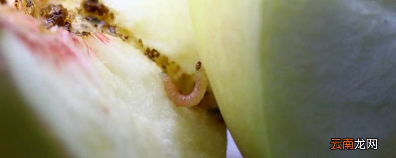 胖枣是什么昆虫