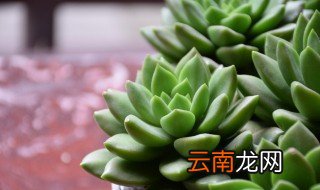 肉肉什么时候种植 肉肉什么时候种植最好