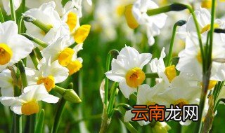 水仙什么时候种植，水仙花什么时候种植?
