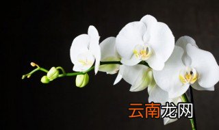 兰馨什么时候种植 兰花什么时候种植好