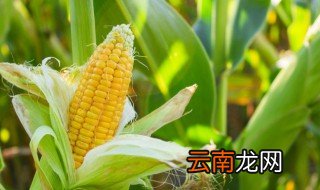 糖玉米煮多久就熟了 甜玉米煮多久就熟了