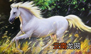 白龙马的性格特点 关于白龙马的性格特点