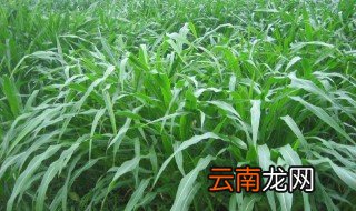 玉米草什么时候种植，玉米草几月份可以种