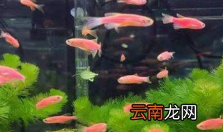 家里养什么冷水鱼好 家里养啥冷水鱼好