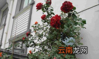 新栽的爬藤月季什么时候开花 爬藤月季什么时候种植