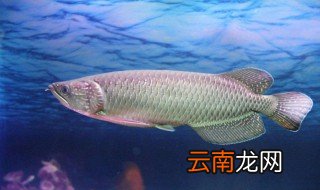 银龙鱼如何饲养 怎么养殖银龙鱼