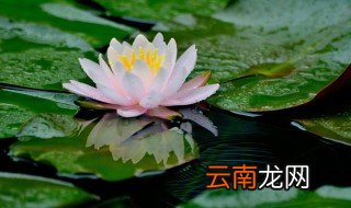 莲子什么时候种植 莲子什么时候种植最佳