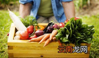 葫萝卜什么时候种植 现在种西葫芦可以吗萝卜的种植时间