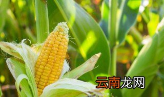 玉米碴子粥煮多久就熟了 玉米碴子粥煮多久就熟了呢