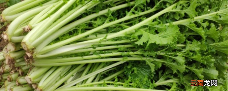 雪菜是什么菜雪菜有什么营养价值