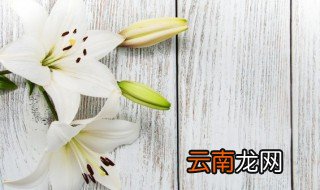 百合什么时间栽种 百合盆栽什么时候种植