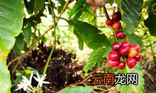 咖啡树什么时候种植 咖啡什么时候种植