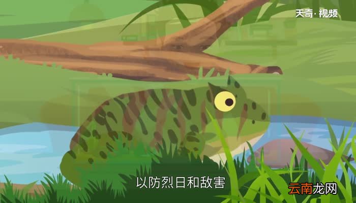角蛙吃什么 角蛙吃蔬菜吗