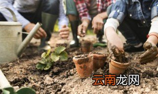 方瓜什么时候种植好 方瓜什么时候成熟