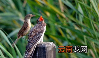 鸠占鹊巢怎么读 鸠占鹊巢的读音