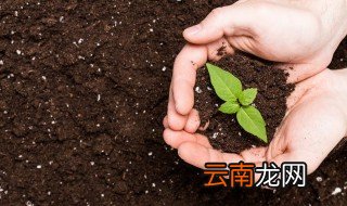 苦荞适合在哪里生长 什么时候种植苦荞好