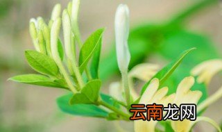 金银花晒干后怎么保存 晒干之后的金银花如何存放