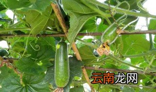 什么时候种植节瓜最好，节瓜什么季节