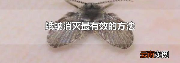 蛾蚋消灭最有效的方法