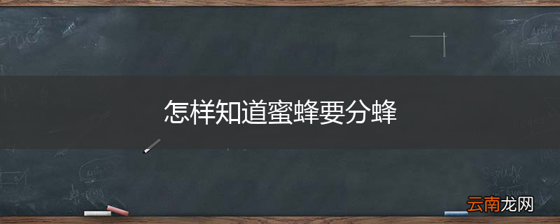 怎样知道蜜蜂要分蜂