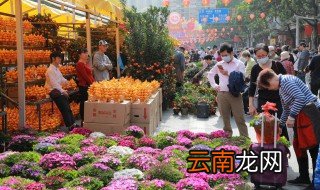 洋水仙什么时候种植最好后怎么保存 洋水仙什么时候种植
