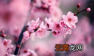 腊梅什么时候种植 腊梅适合几月份种植