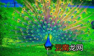 什么孔雀开屏 孔雀开屏介绍