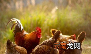 公鸡炖多久能熟 公鸡炖多久能熟透