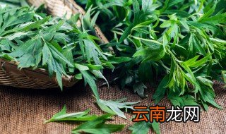 艾什么时候种植 艾草什么时候种植最好