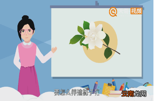 栀子花怎么养