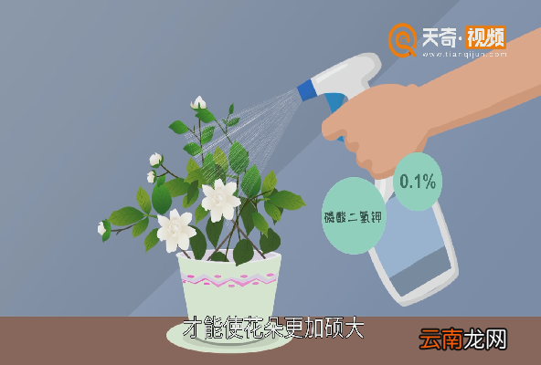 栀子花怎么养