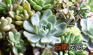 多肉适合什么时候种植 多肉什么时候种植最好