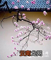 将一盏茶,喝到无味;将一本书,读到无字