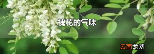 槐花的气味