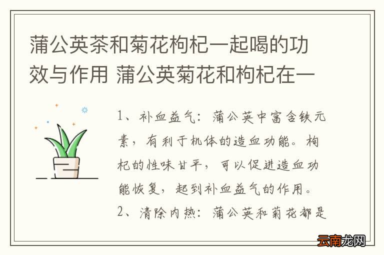 蒲公英茶和菊花枸杞一起喝的功效与作用 蒲公英菊花和枸杞在一起喝能起到什么作用
