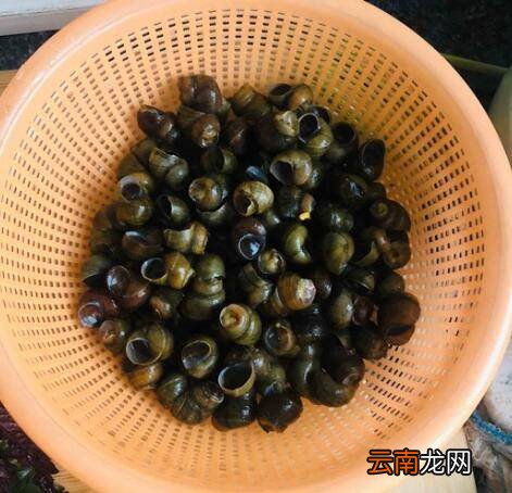 水螺怎么炒好吃