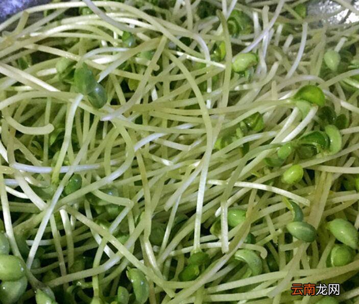 豌豆苗怎么炒