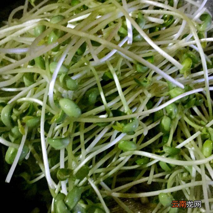 豌豆苗怎么炒