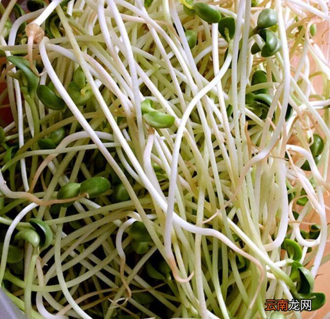 豌豆苗怎么炒