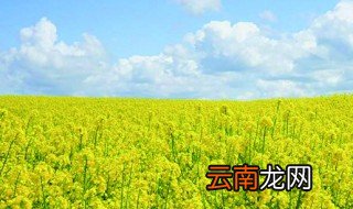 油菜花什么时候种植 油菜花什么时候种植最合适