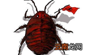 家里有土鳖虫怎么去除 家里有土鳖虫去除方法