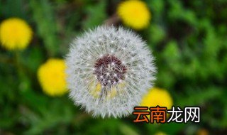 小花靠什么传播种子的 小花的种子靠什么传播的