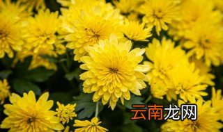 跟竹子一样有奉献精神的植物 跟竹子一样有奉献精神的植物有哪些呢