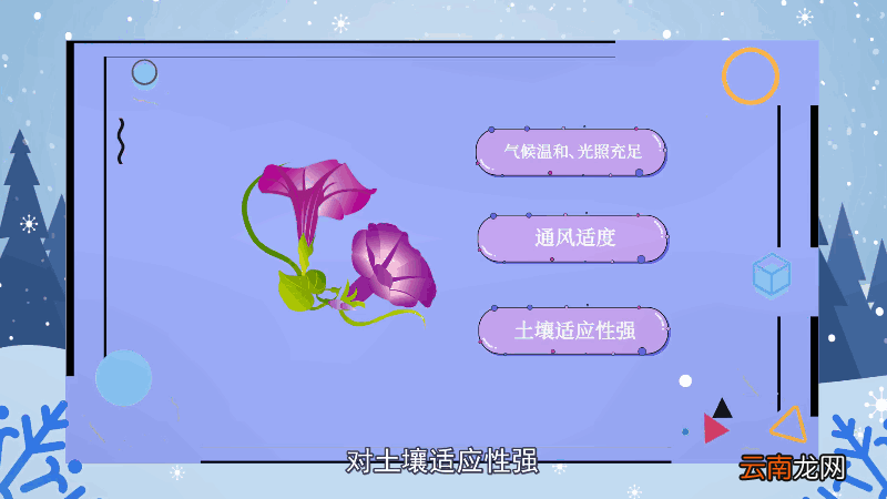 喇叭花花语 喇叭花花语是什么