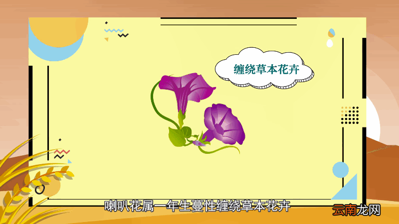 喇叭花花语 喇叭花花语是什么